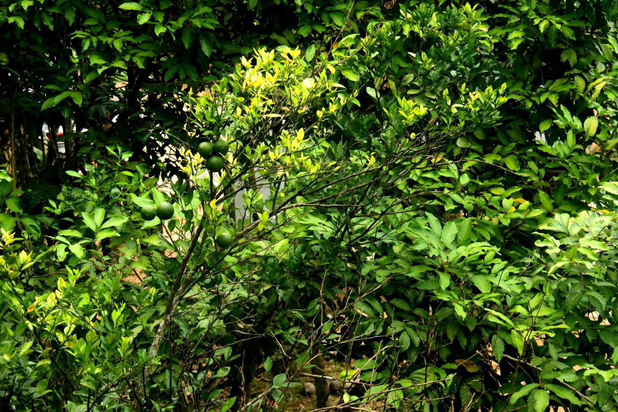 The Breeze Pinnawala Pinnawala  Exterior foto